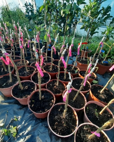Agrumes_Pots_3