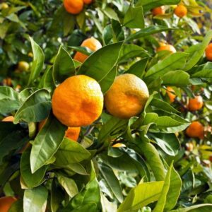 Mandarine Shangsa