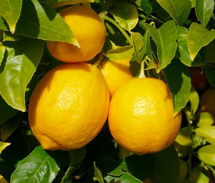 Citron Meyer