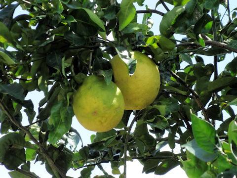 Ichang Lemon