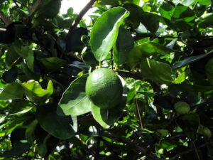 Lime de Tahiti