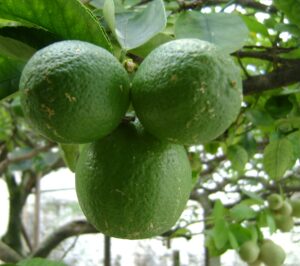 Lime du Mexique