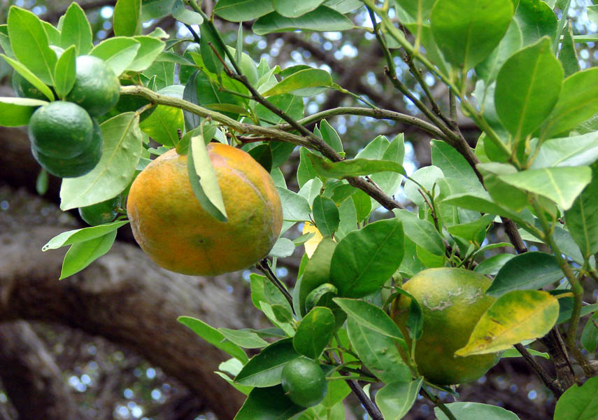 Mandarine Keraji