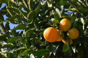 Mandarine Shiva Mikan Koji