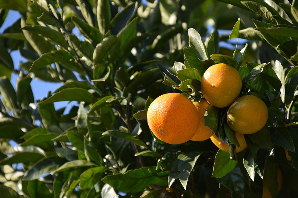 Mandarine Shiva Mikan…