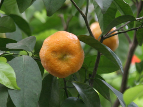Mandarine Shekwasha
