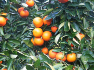 Orange Douce Gosset