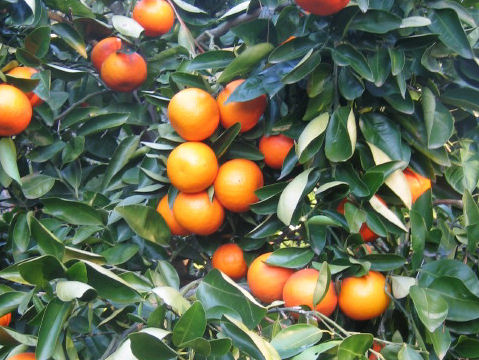 Orange Douce Gosset