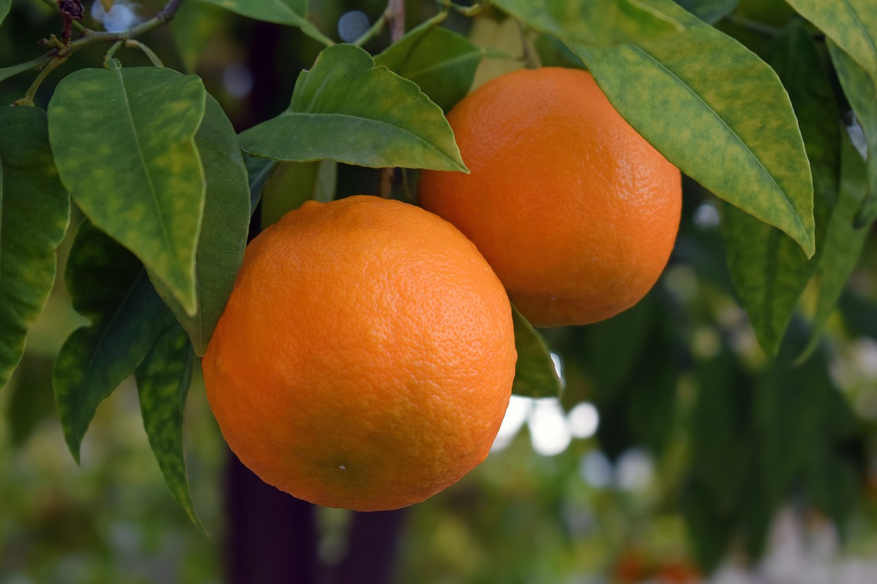 Orange Navelina