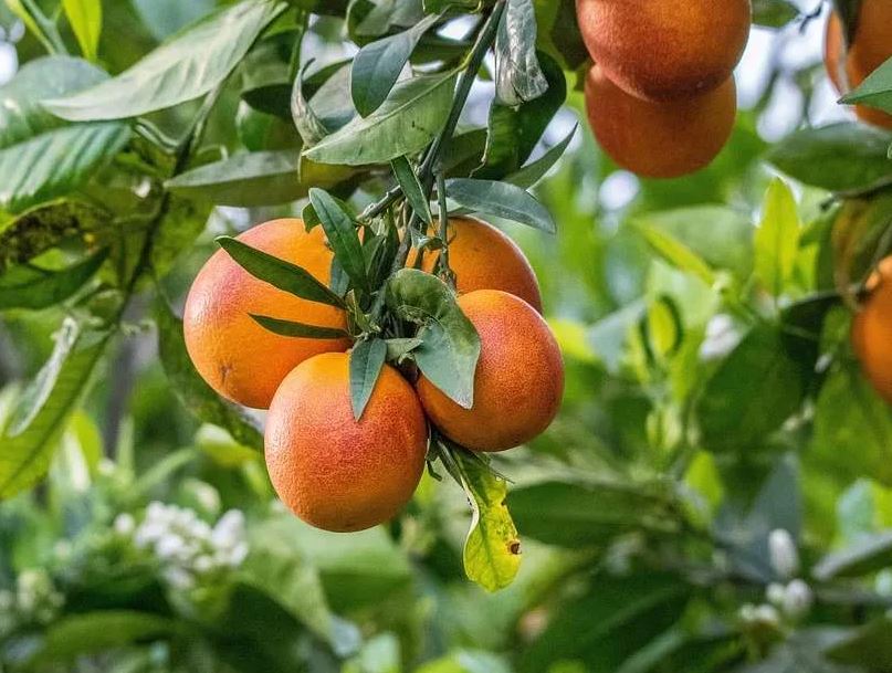 Orange sanguine des…