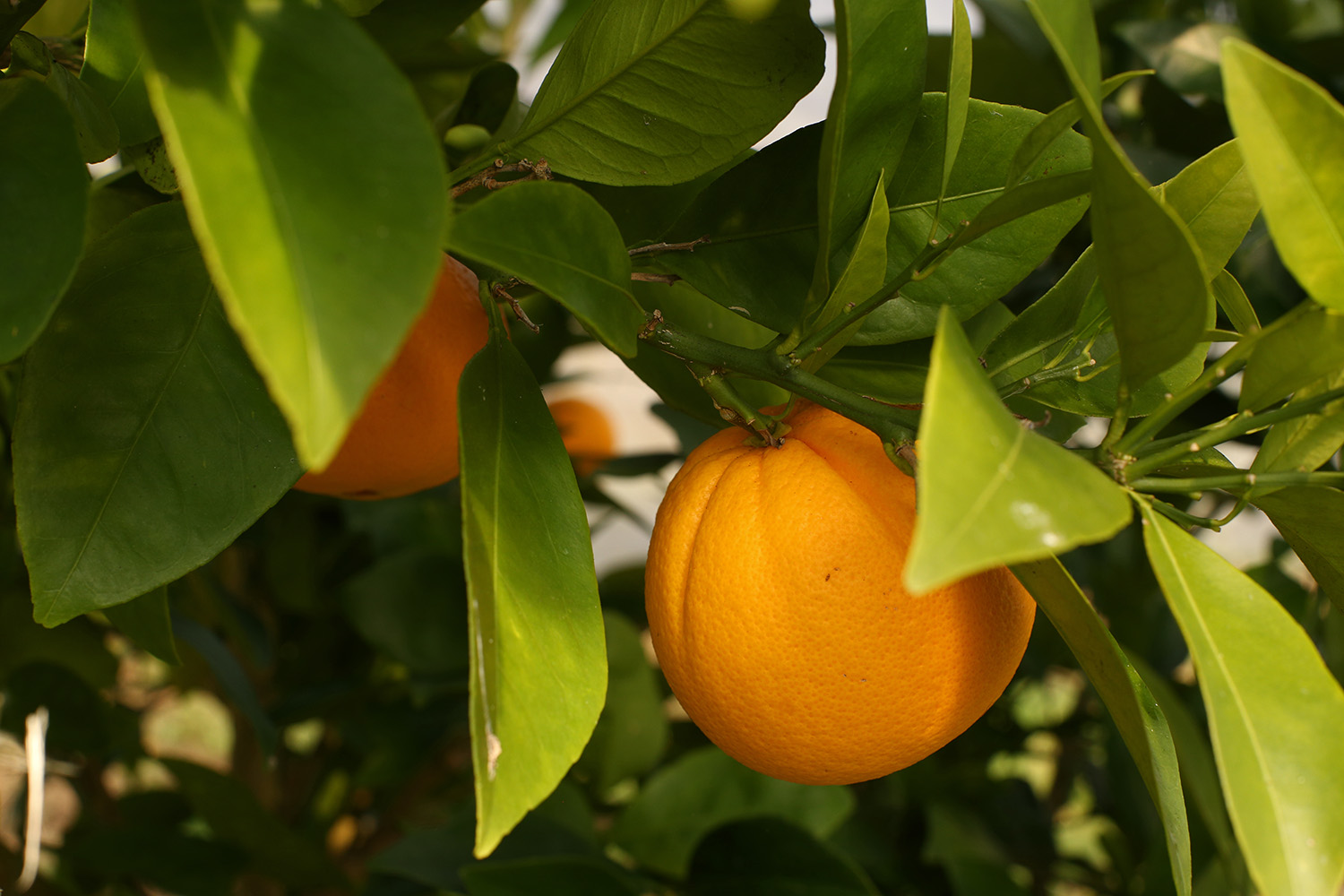 Orange Fukumoto