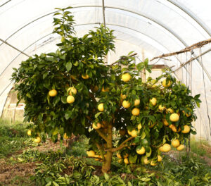 Pomelo Enzo