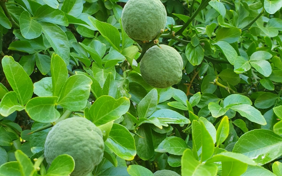 Poncirus_Fruit_1