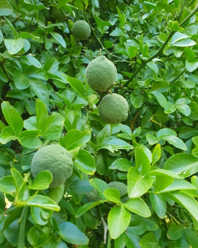 Poncirus_Fruit_1