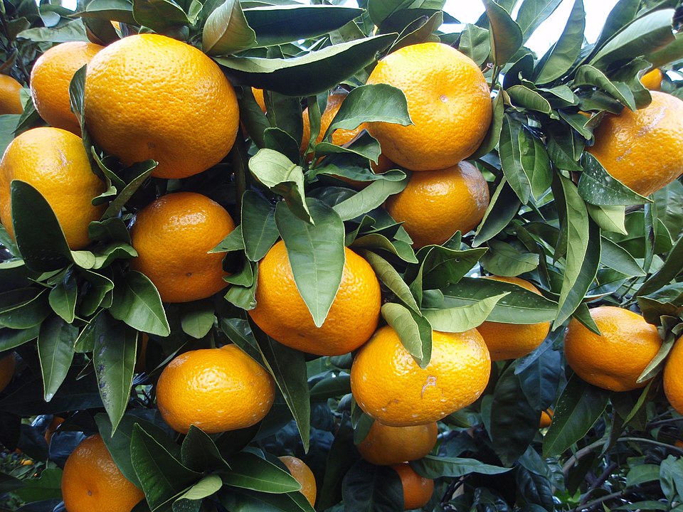 Satsuma Iwazaki