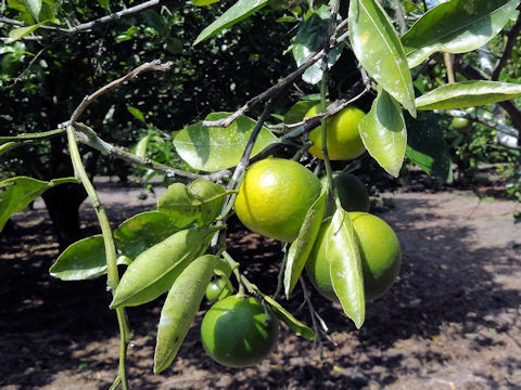 Satsuma Collot