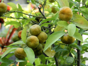 Satsuma Owari
