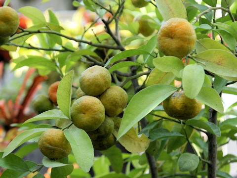 Satsuma Owari Francis…