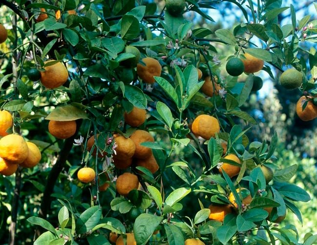 Satsuma Okitsu